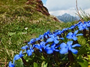 57 genziana primaticcia (gentiana verna)....